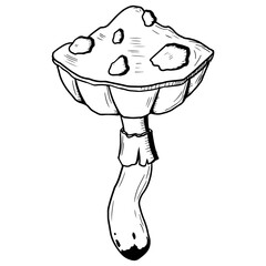 Mushroom with a cap with poisonous dots. Vector illustration isolated on a white background. Hand-drawn style.