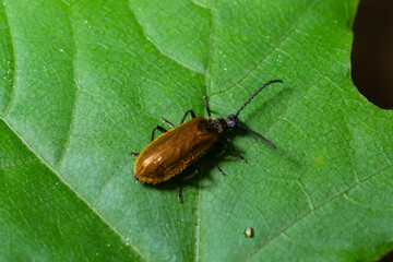 Lagria hirta beetle. A hairy beetle in the family Tenebrionidae, said to feed on Asteraceae and Apiaceae plants