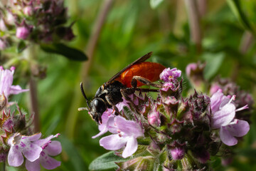 Closeup of nice red colored cleptoparasite bloodbee , Sphecodes albilabris
