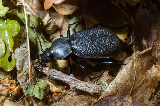 Carabus coriaceus is a species of beetle widespread in Europe, where it is primarily found in deciduous forests and mixed forests.