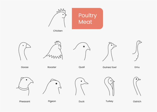 Types of poultry meat Hen and rooster, duck and goose, guinea fowl and quail, emu and pheasant, pigeon and turkey, set of linear icons in vector, bird head illustration.