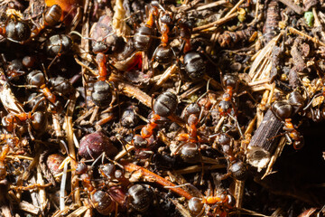 Red wood ants build a nest Formica rufa. Red ant colony in the forest.