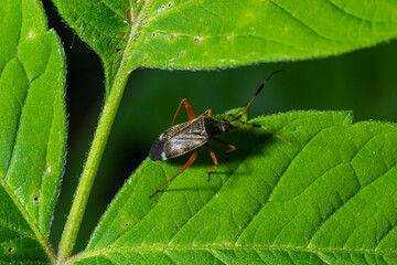 Capsodes flavomarginatus is a species of plant bug belonging to the family Miridae