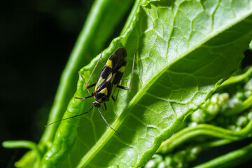 Bug form the family Miridae on plant leaf. In the forest on a summer day