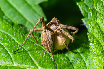A nursery web spider Pisaura mirabilis seen carrying her egg sac in July