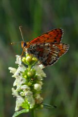 Glanville Fritillary, Melitaea cinxia, butterfly and spring wildflowers