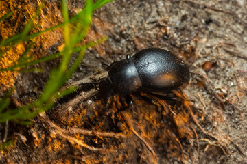 Bloody Nosed Beetle, Blood Spewer Beetle, Blood Spewing Beetle, Timarcha tenebricosa