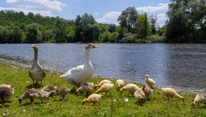 Egyptian goose family in the wild. The female, male and goslings of the Egyptian goose are resting in the grass. Adult goose with goslings. Spring brood. Cute fluffy goslings