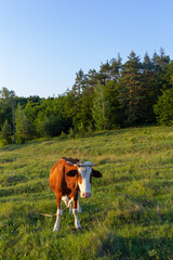Fototapeta na wymiar Cows on a summer pasture. summer evening, green grass in the countryside