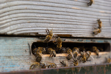 A lot of bees returning to bee hive and entering beehive with collected floral nectar and flower pollen. Swarm of bees collecting nectar from flowers. Healthy organic farm honey