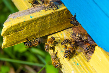 swarm of honey bees flying around beehive. Bees returning from collecting honey fly back to the...