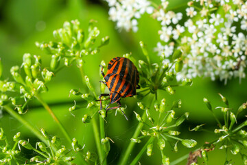 European Minstrel Bug or Italian Striped shield bug, Graphosoma lineatum, climbing a blad of grass