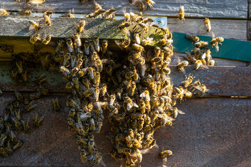 Close up of flying bees. Wooden beehive and bees. Plenty of bees at the entrance of old beehive in apiary. Working bees on plank. Frames of a beehive