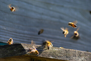 swarm of honey bees flying around beehive. Bees returning from collecting honey fly back to the hive. Honey bees on home apiary, apiculture concept