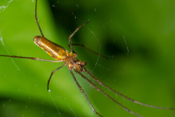 Tetragnatha montana on the termuric green leaf on a summers day