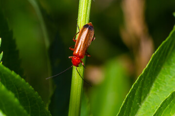 Rhagonycha fulva, the common red soldier beetle on a leaf of grass. Macro shot, beautiful blurred background
