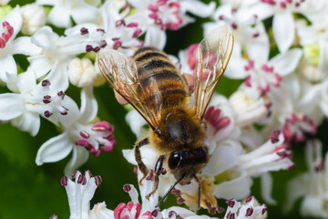 Bee Gathering Pollen from a White Flower on a Summer Day. close up