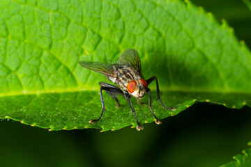 blue bottle fly species calliphora vomitoria isolated