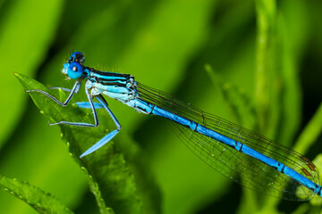 A blue featherleg damselfly, Platycnemis pennipes, resting on a plant, sunny day in summer