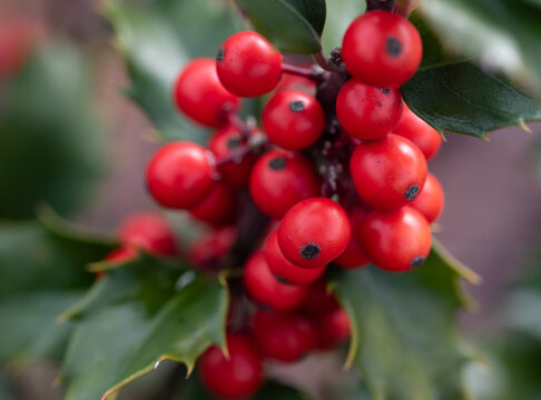 A sprig of holly with green leaves and red berries in the rays of the yellow setting sun against a blurry brown background. Holly in the fall.