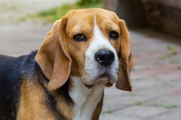 Beautiful domestic dog beagle, indoor pet for a walk, beautiful show dog