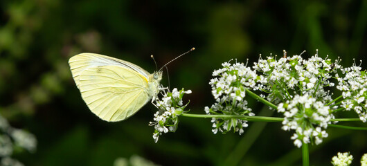 Pieris rapae or cabbage white, is a species of lepidopteran insect of the Pieridae family