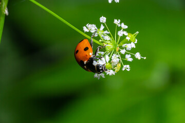 Ladybug, ladybird, Coccinella septempunctata on white flowers