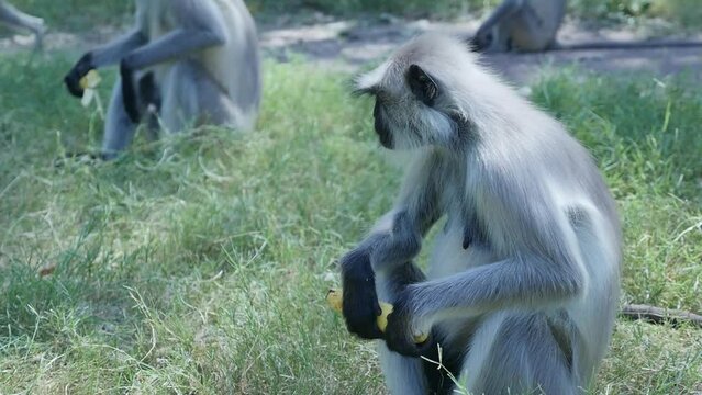 Langur monkey eating banana in park