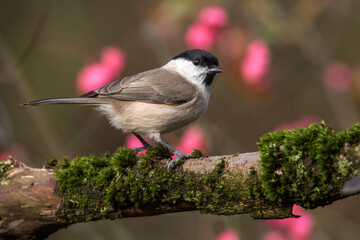 Sumpfmeise (Poecile palustris)