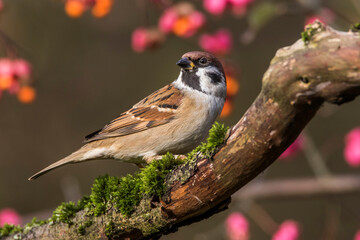 Feldsperling (Passer montanus)