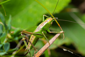 Green grasshopper sitting on a green leaf. Grasshopper in nature