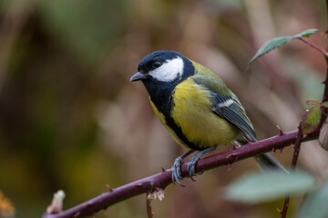 Fototapeta premium Kohlmeise (parus major)