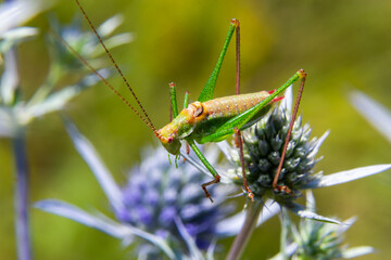 green grasshopper with black, green and white stripes on his back, sitting on a blue thistle amethyst eryngo flower - Eryngium amethystinum. close up with details. horizontal