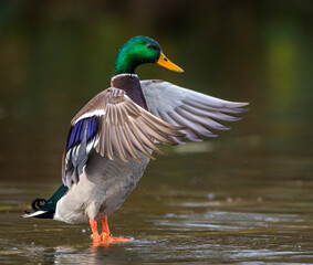 Stockente (Anas platyrhynchos) Männchen