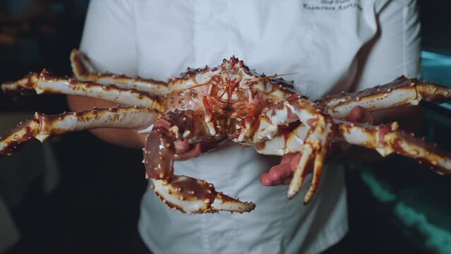 Big crab in chef's hands, live crab