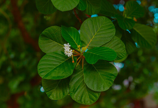 Beach tropical flowers guettarda speciosa