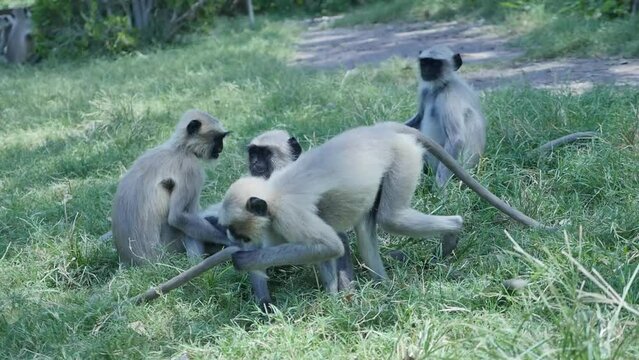 Langur monkeys playing, fighting with each other in park