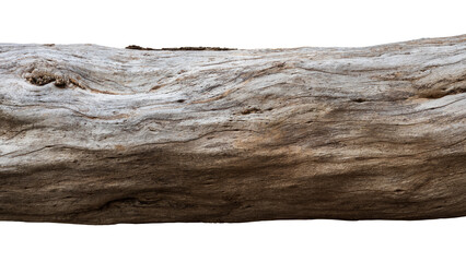 Isolated close-up view of a log of a large tree that has been felled to death by expiration.