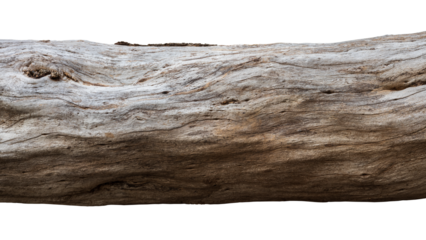 Isolated close-up view of a log of a large tree that has been felled to death by expiration.