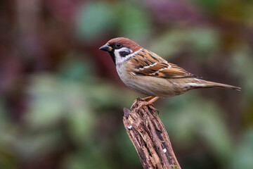 Feldsperling (Passer montanus)
