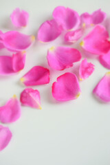 Fototapeta premium イブピアッチェ、薔薇の花びら