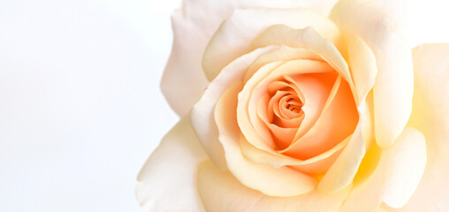 白バックに一輪の白い薔薇の花、アプリコット色のバラの花のフレーム