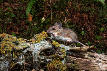 Waldmaus (Apodemus sylvaticus)