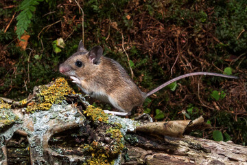 Waldmaus (Apodemus sylvaticus)