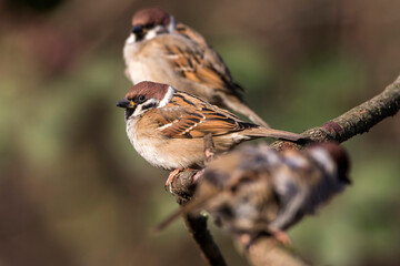 Feldsperling (Passer montanus)