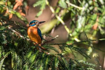 Eisvogel (Alcedo atthis) Männchen