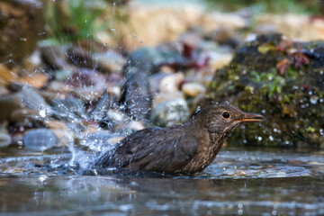 Amsel (Turdus merula) Weibchen