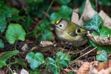 Wintergoldhähnchen (Regulus regulus)