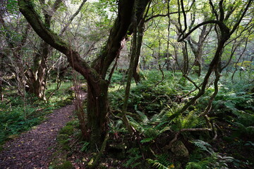 old trees and vines in deep forest
