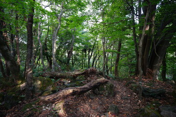 fallen trees in old forest
